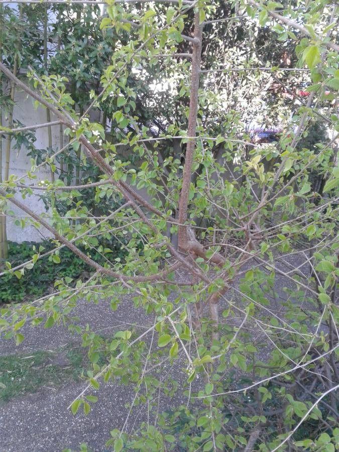 Felsenkirsche im Frühling mit weißen Blütenrispen