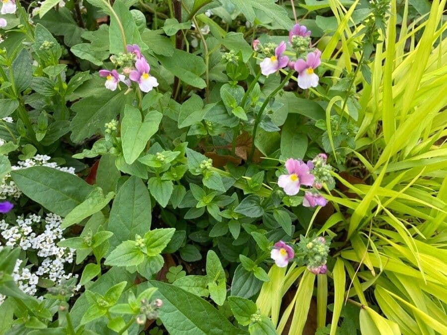 Bonte leeuwenbek met gekleurde bloemen in volle bloei