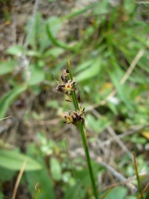 Bodden-Binse (Juncus gerardii) in natürlichem Habitat