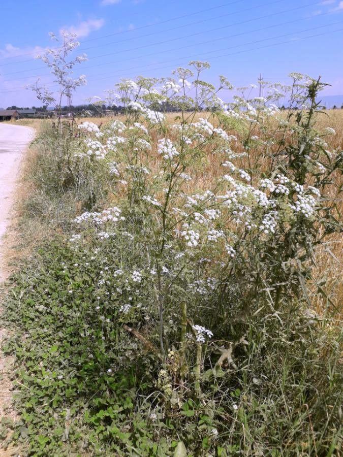 Flecken-Schierling mit lila gefleckten Stängeln und weißen Doldenblüten am Rand eines feuchten Weges