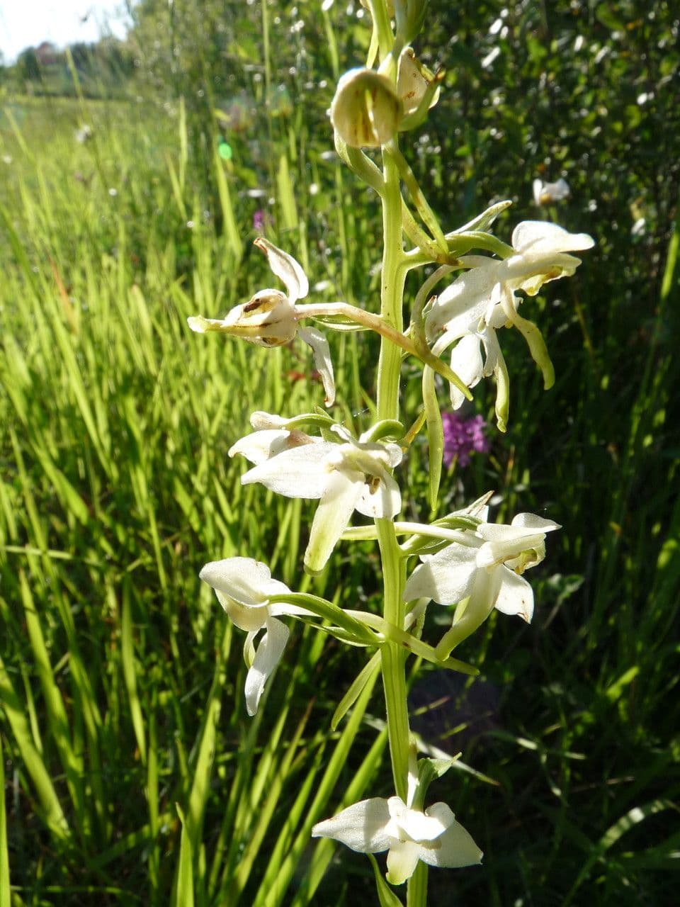 Grote roos orchidee met groene-gele geurige bloemen in bosschaduw