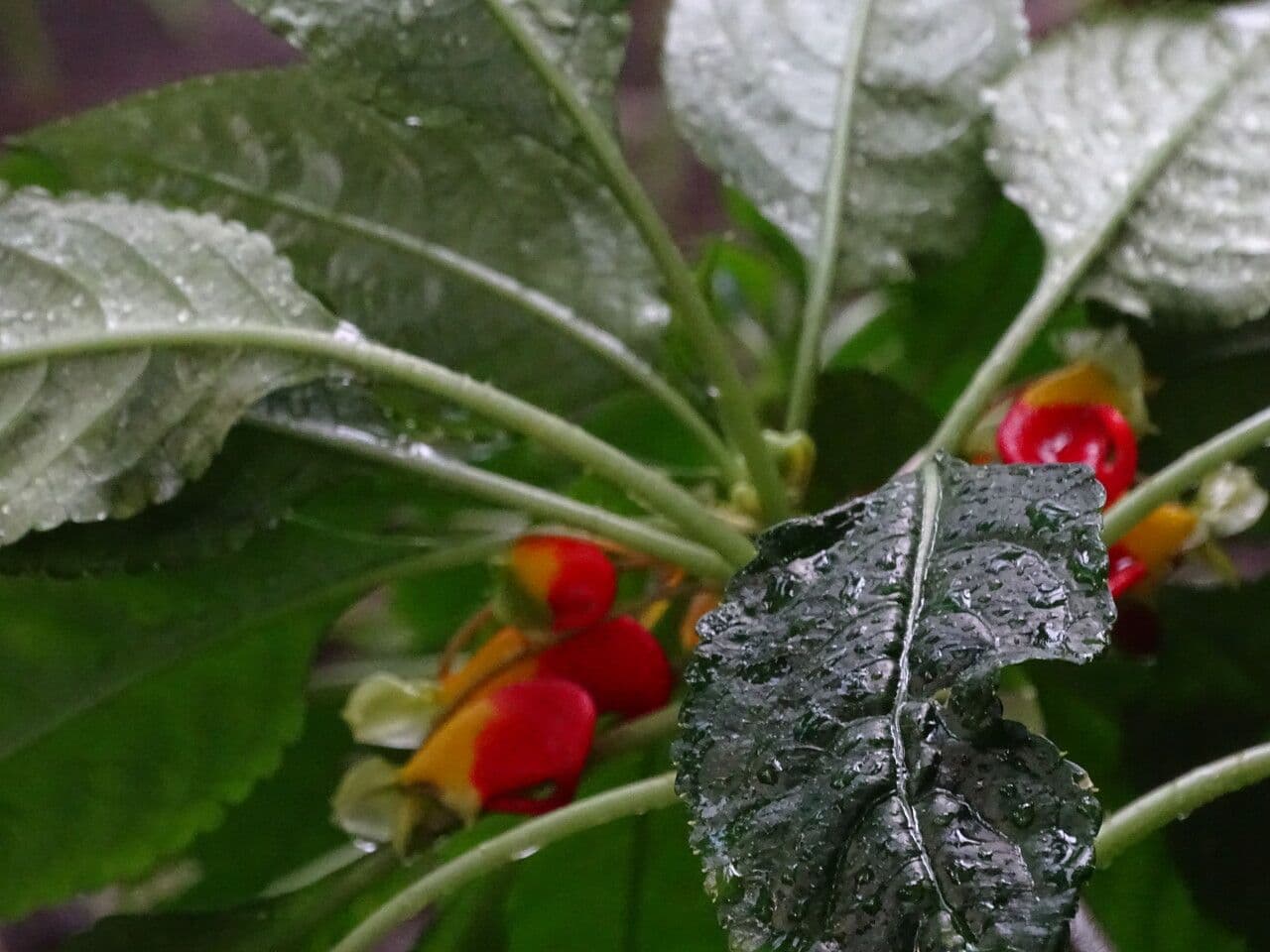 Fleurs rouge et jaune semblables a des oiseaux d'Impatiens niamniamensis