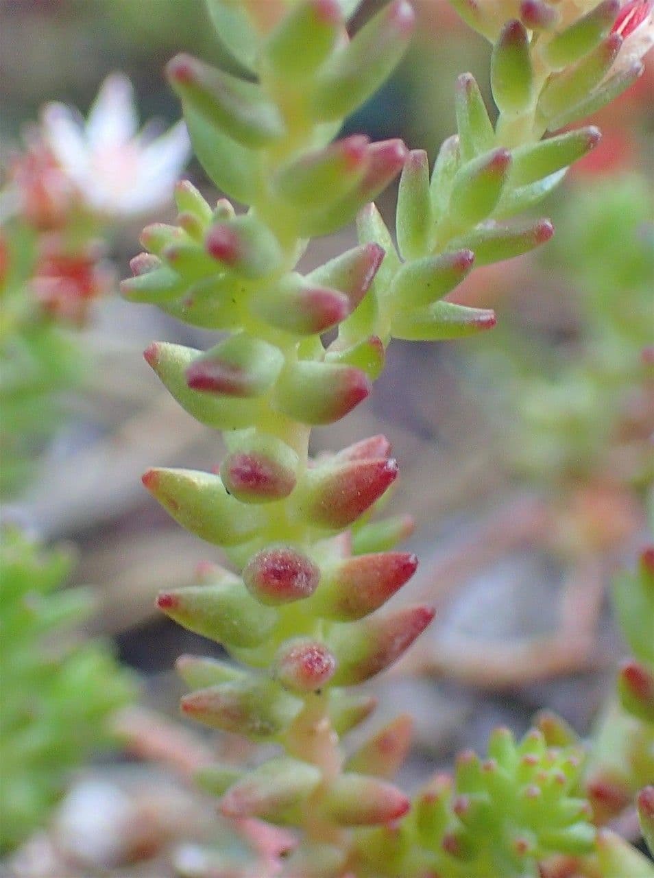 Sedum moranense orpin rouge avec grappes de fleurs roses