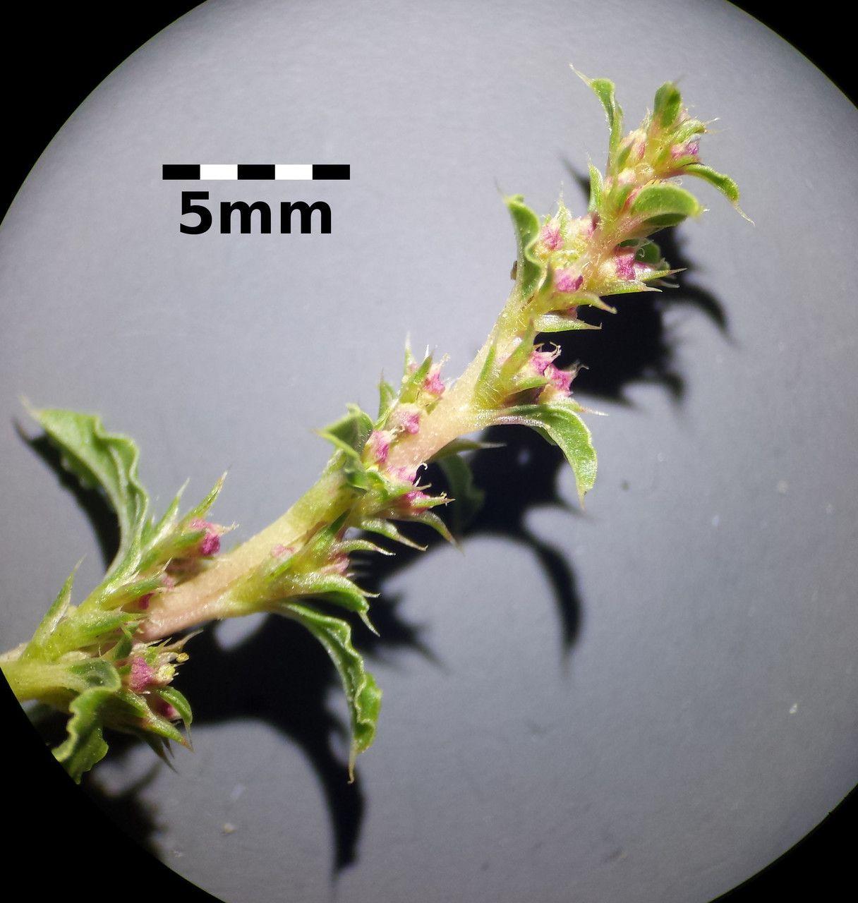 Weißer Fuchsschwanz in voller Blüte auf einem trockenen, sonnigen Platz im Garten