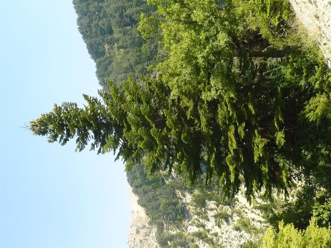 Ausgewachsene Kilikische Tanne mit charakteristischen grünen Nadeln und aufrechten Zapfen in einem sonnigen Garten.