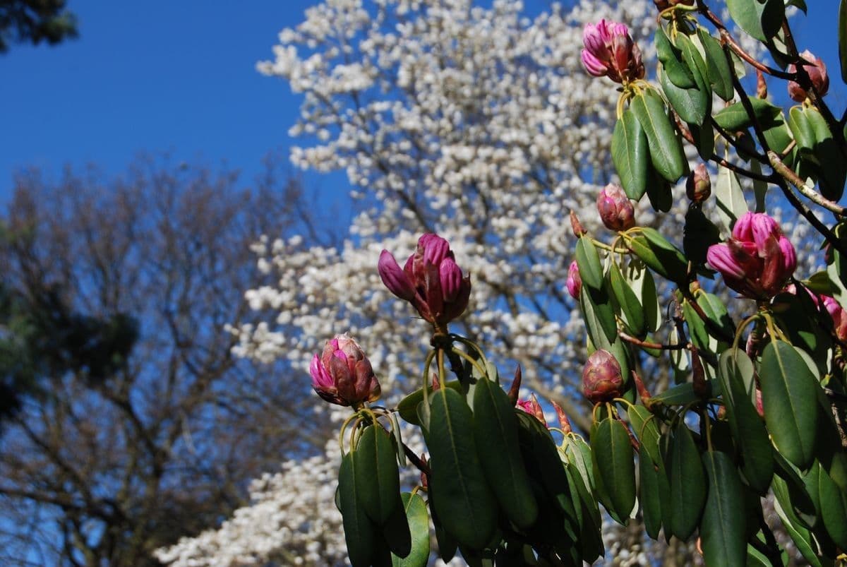 Rhododendron fortunei with delicate flowers in full bloom