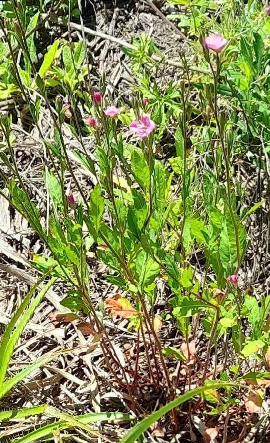 Onagre rosee avec ses fleurs rose vif sur des tiges delicates