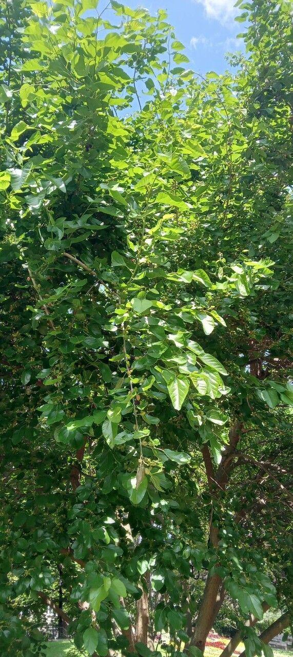 Mûrier noir en pleine croissance avec des baies sombres sous un ciel clair