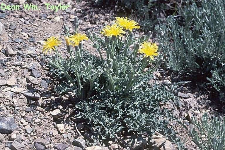 Crepis occidentalis mit goldgelben Blütenkörbchen auf einem felsigen Hang im amerikanischen Westen