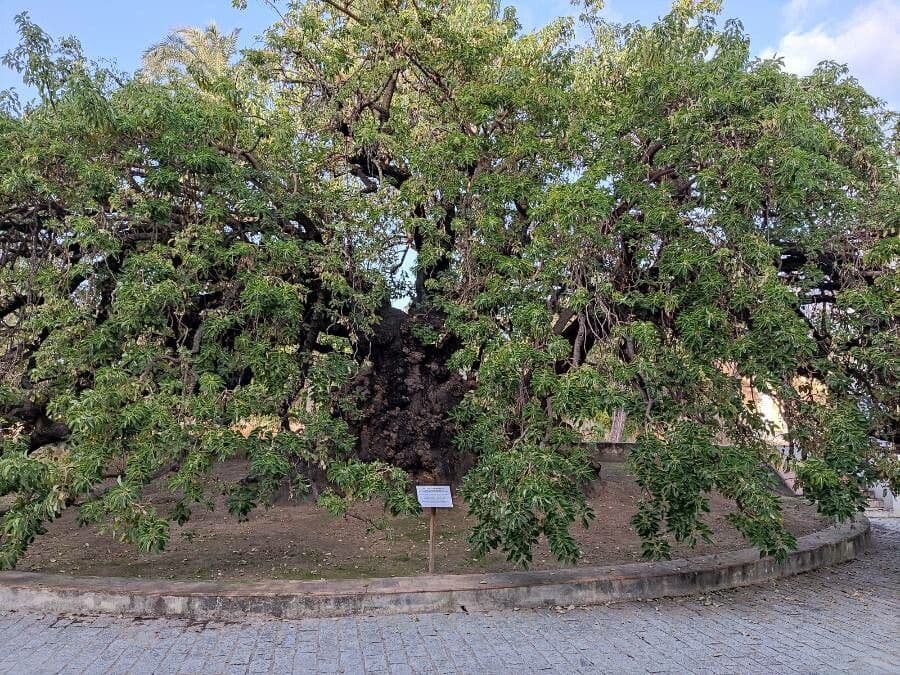 Phytolacca dioica Baum in Bluete mit roten Blueten und ovalen Blaettern