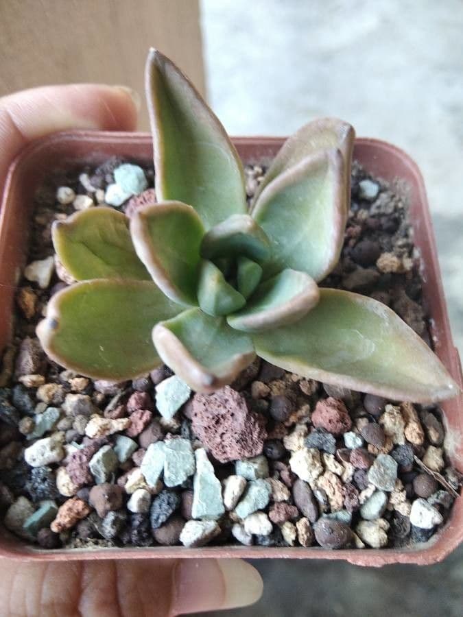 Echeveria agavoides molded-wax succulent in full growth