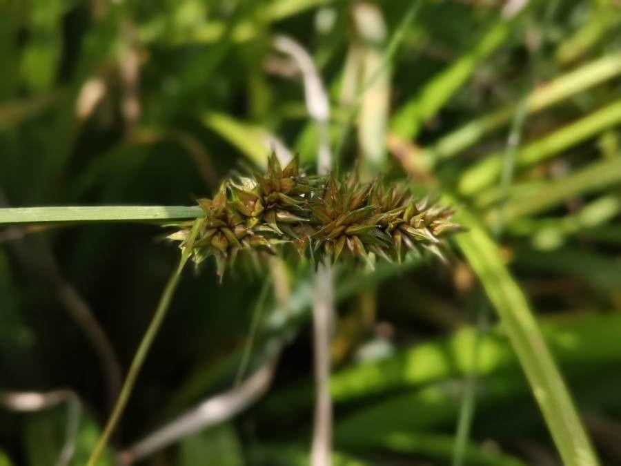 Fuchs-Segge (Carex vulpina) in einem feuchten Habitat mit aufrechten Blättern und braunen Ährenähnlichen Blütenständen.