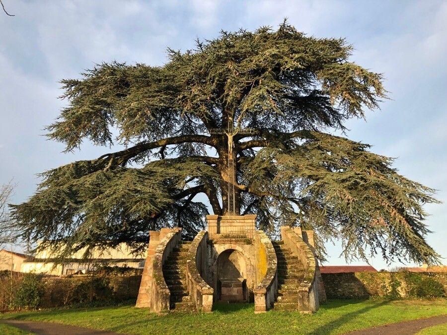 Eine mächtige Libanon-Zeder mit breiten, waagerechten Ästen und dunkelgrünen Nadeln, die in einem weitläufigen Park unter blauem Himmel steht.