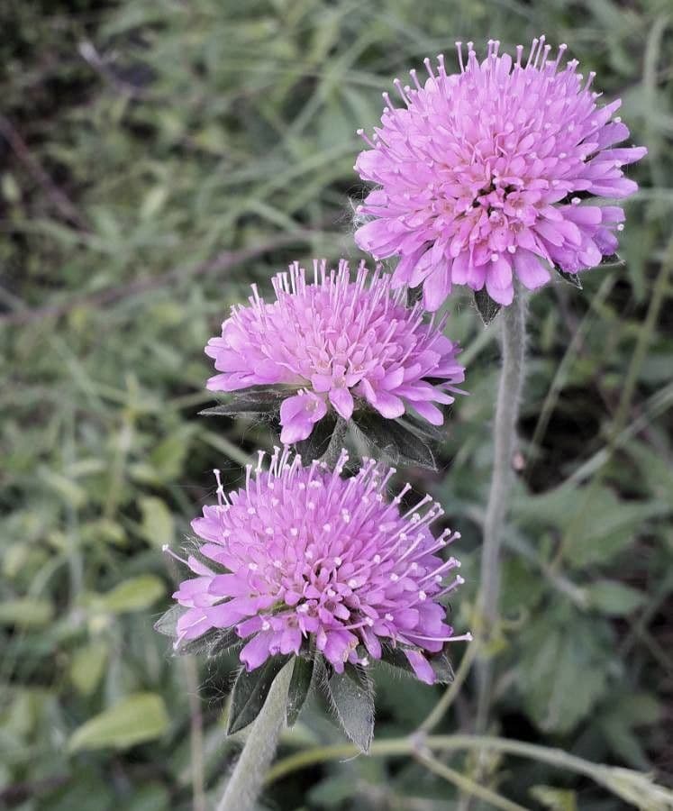 Fleurs de Knautia arvensis avec têtes de fleurs violet pompom