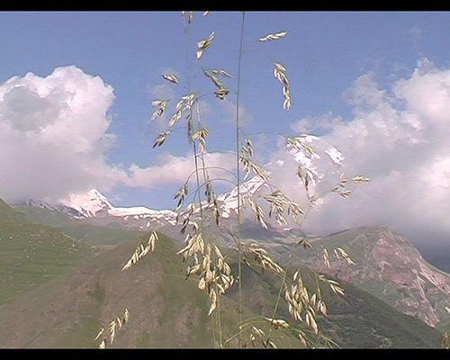 Roggen-Trespe (Bromus secalinus) in voller Blüte auf einem sonnigen Feld im Spätfrühling