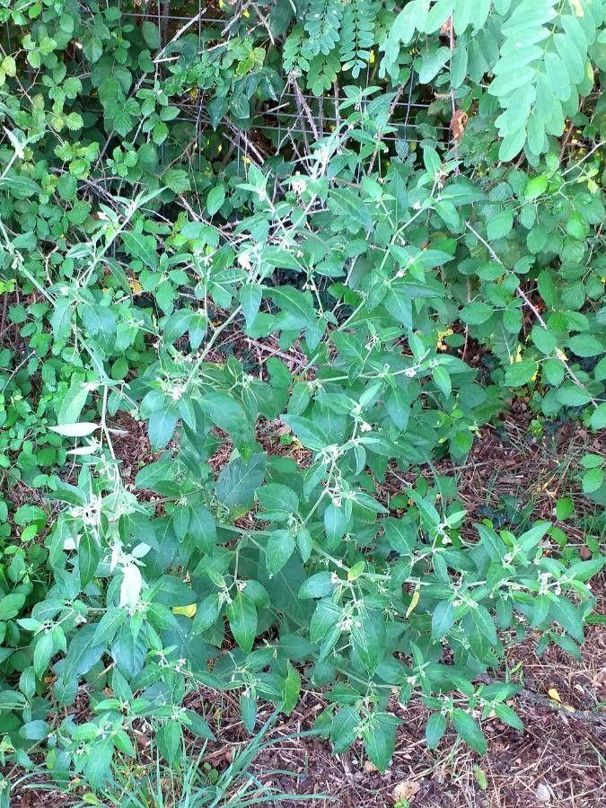 Glossy nightshade with shiny leaves and black berries in a garden setting