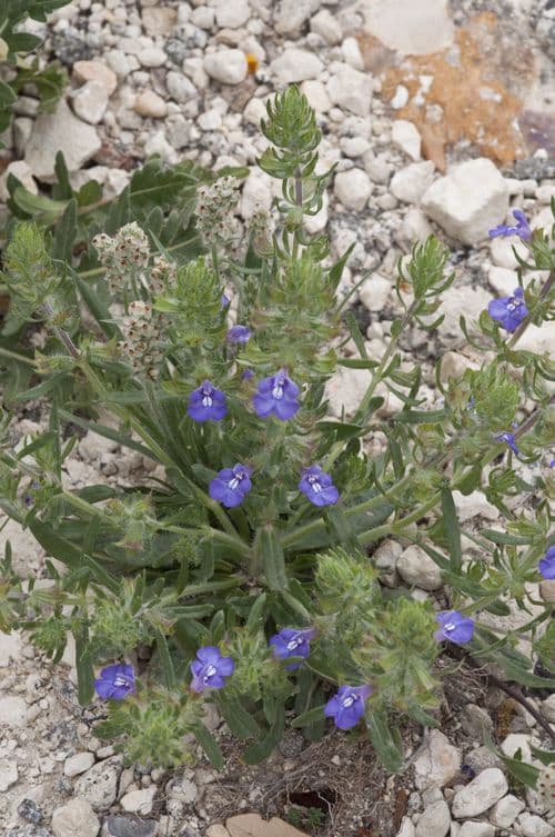 Sauge du Texas en fleur