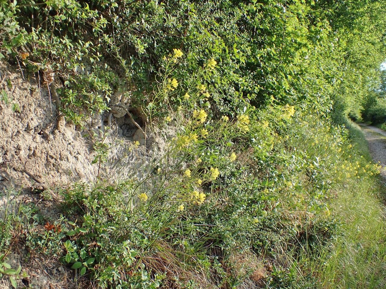 Erucastrum nasturtiifolium displays fresh yellow flowers