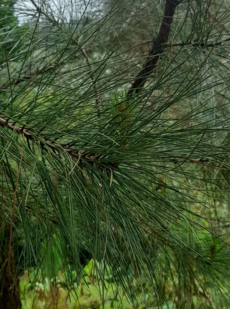 Nadeln der Westindischen Kiefer (Pinus occidentalis)