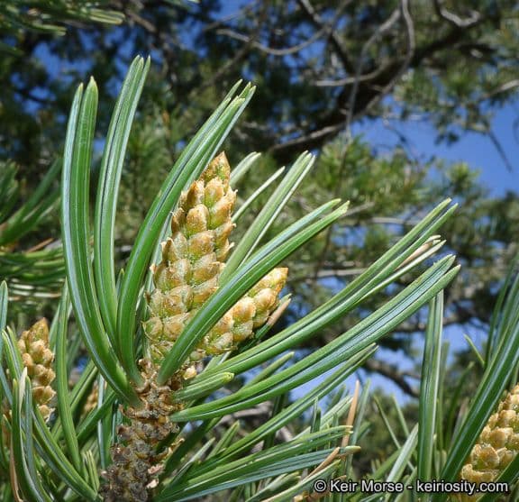 Four-needle pinyon with characteristic green needles