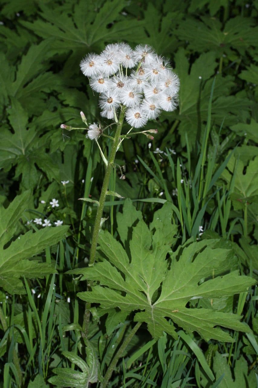 Plante Petasite des régions froides avec de grandes feuilles vertes en environnement alpin