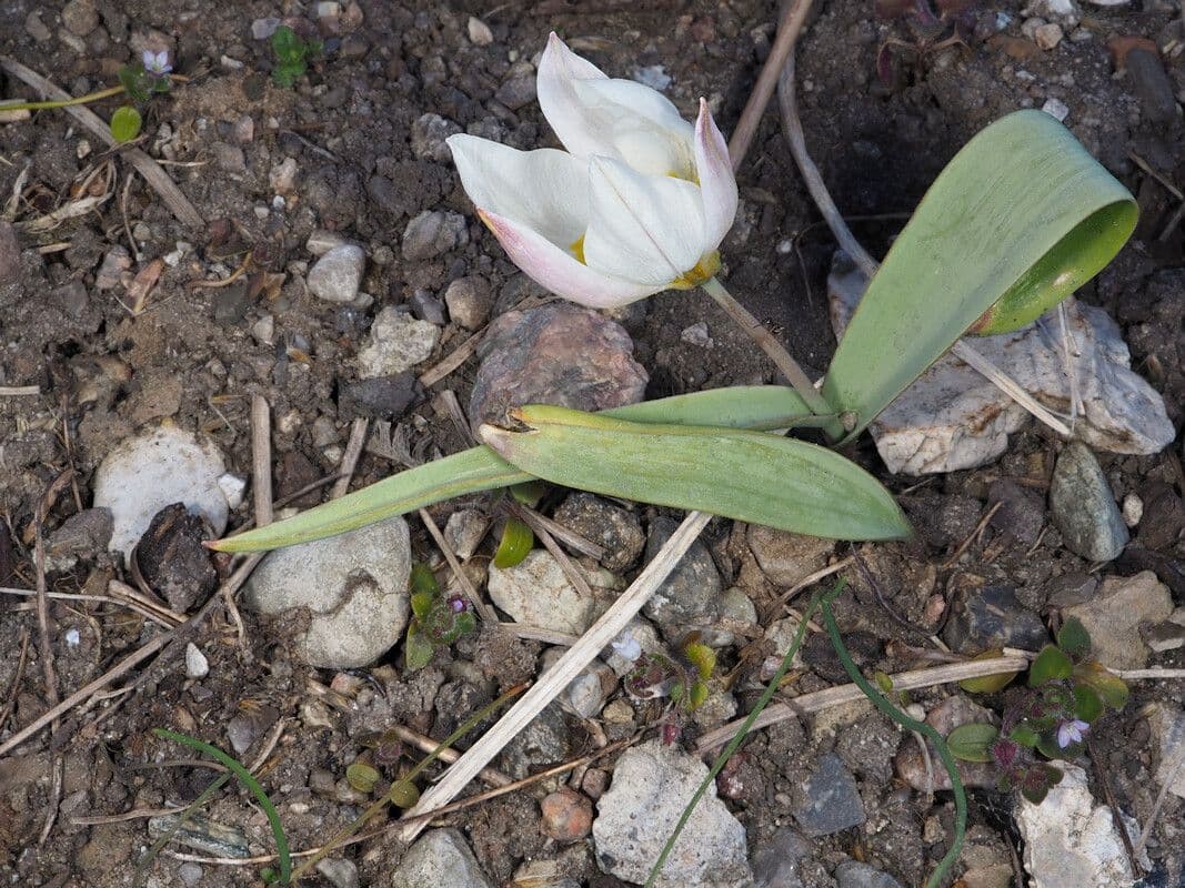 Zarte witte en gele bloemen van Tulipa biflora met karakteristieke tweeledig bloeiwijze
