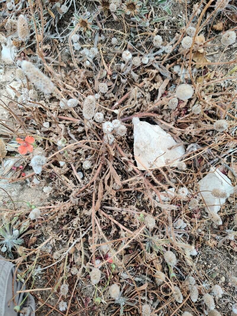 Plantago lagopus mit weichen, samtigweichen Bluten im Garten