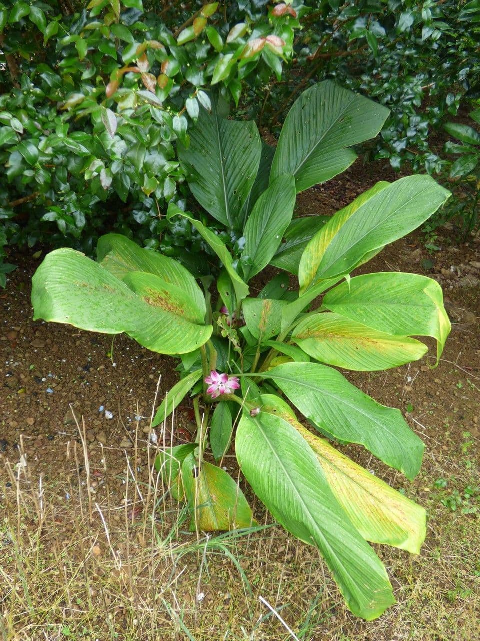 Curcuma longa plant met gele bloemen en groene bladeren