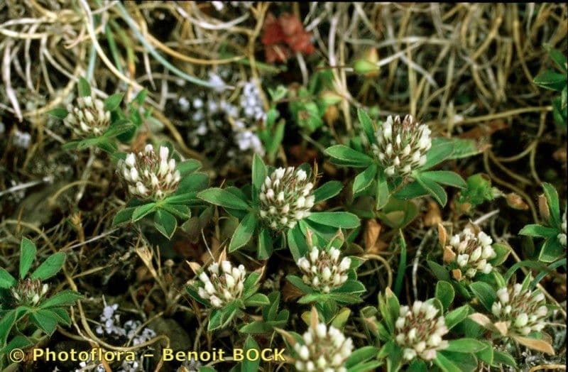 Trifolium ornithopodioides zarte Blueten im gruenen Gras
