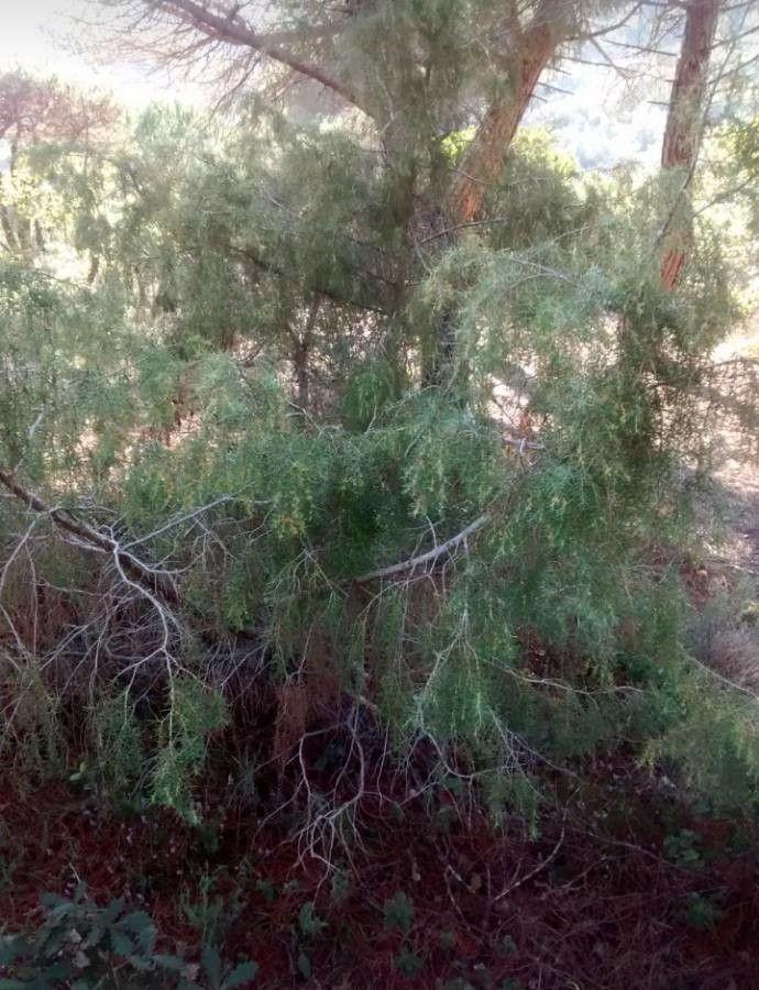Kade-Sträucher in voller Sonne auf kiesigem Boden mit dichtem, stechendem Nadelkleid