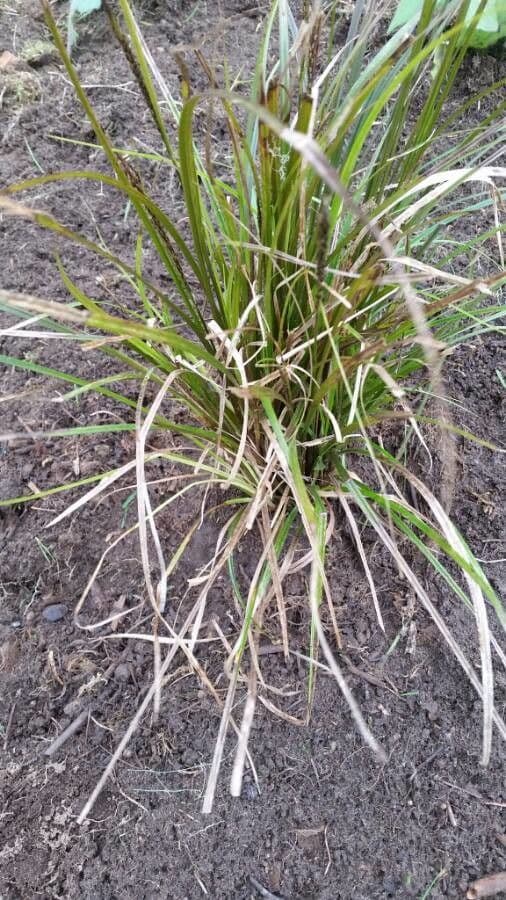 Carex stricta in natuurlijke omgeving