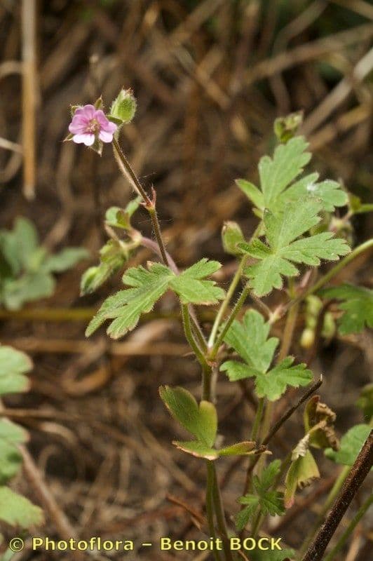 Violette Blüten des Spreizenden Storchschnabels in voller Blüte