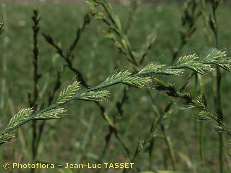 Lolium remotum ivraie du lin avec epis floraux caracteristiques dans prairie montagnarde naturelle