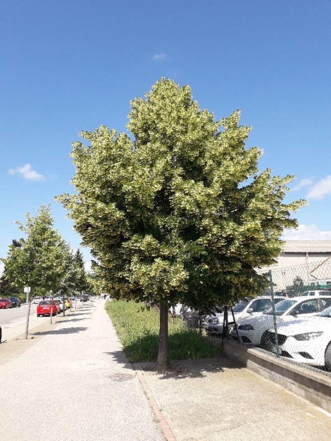 Un tilleul à grandes feuilles en pleine floraison estivale, avec une couronne large projetant une ombre légère sur la pelouse