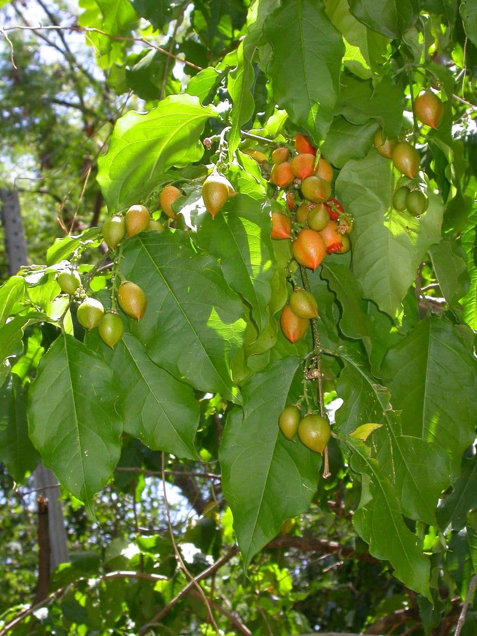 Bunchosia glandulifera - peanut butter fruit shrub with ripe orange-red fruits on the branch