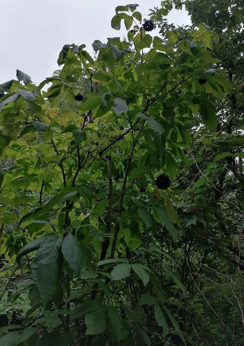 Sibirischer Ginseng Blatt und Stengel