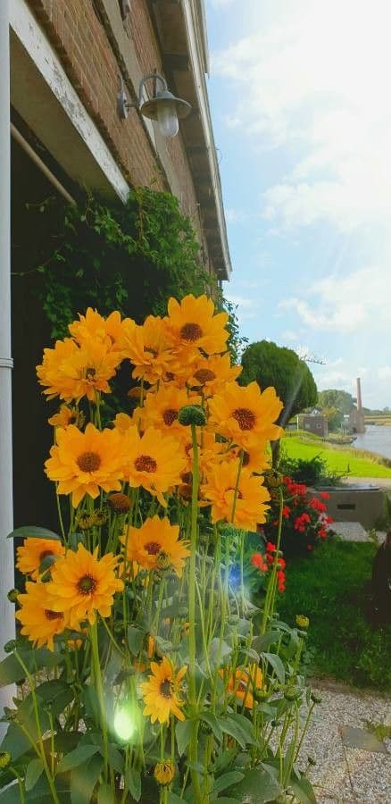 Bright yellow flowers of Coreopsis grandiflora in full bloom