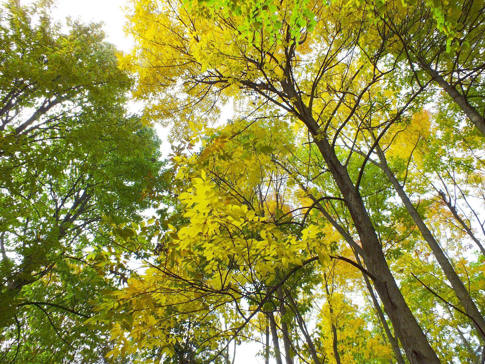 Ausgewachsene Pennsylvanische Esche im Herbst auf einer Wiese, mit gefurchter Rinde und zusammengesetzten Blättern