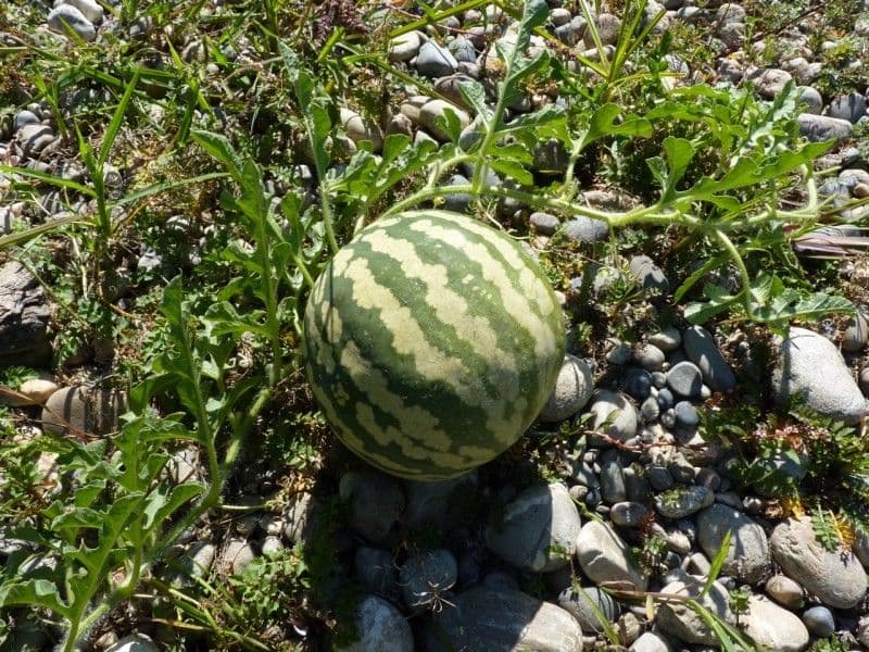 Wassermelonen wachsen auf dem Feld mit ausgebreiteten Ranken und großen Früchten