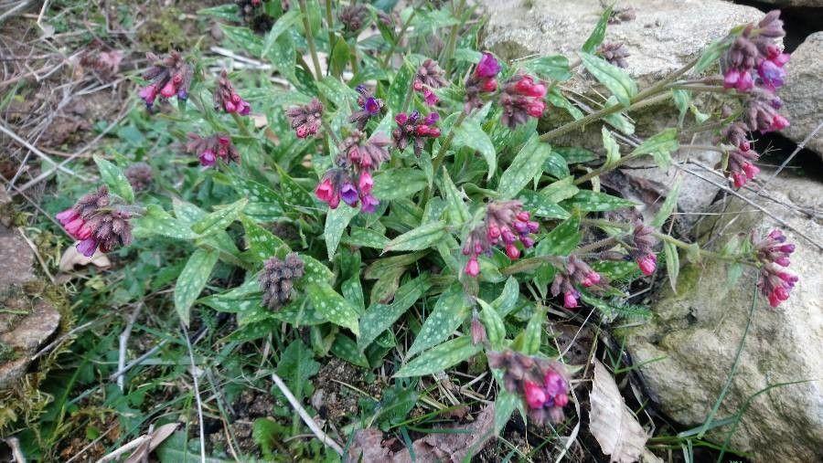 Langblättriges Lungenkraut in voller Blüte in einem feuchten, halbschattigen Unterholz