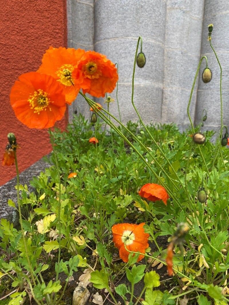 IJslands papaverstro met gele, oranje en rode bloemen