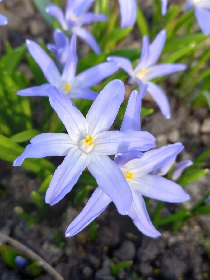 Scilla luciliae grote blauwe bloemen met witte centra