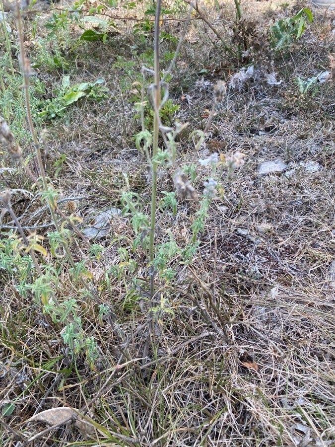 Népeta petit népeta en fleurs dans une bordure sèche et ensoleillée, avec un feuillage gris-vert et des fleurs blanches.