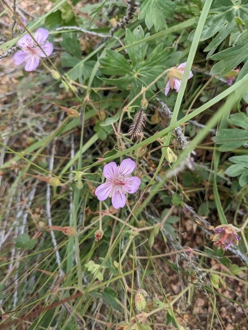 Sticky geranium with purple flowers