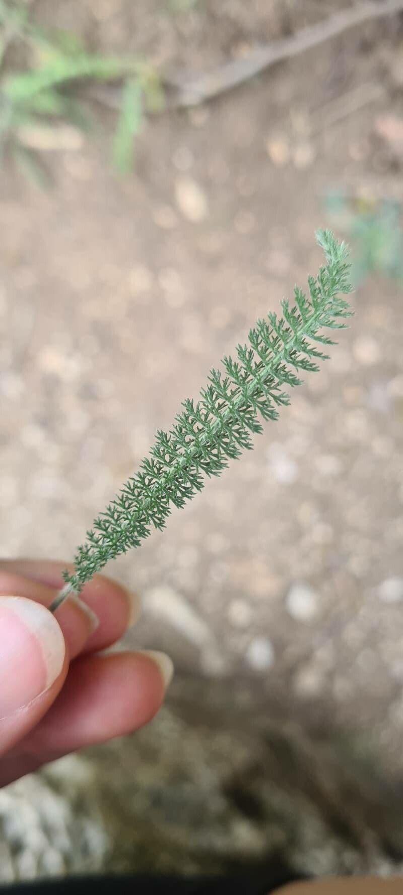 Achillea setacea rosafarbene Bluten feines Laub