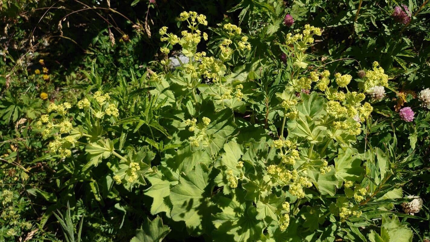 Artemisia stelleriana armoise avec feuilles argentees delicates
