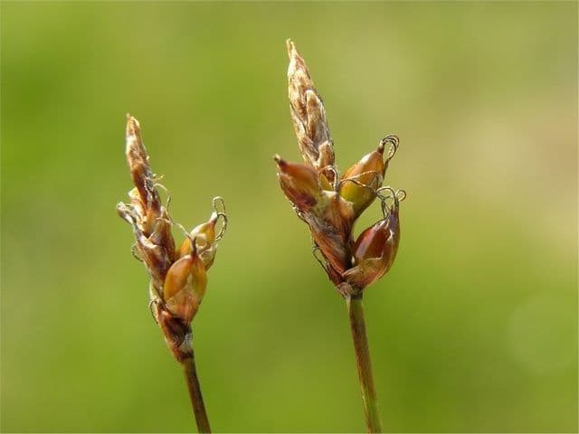 Carex obtusata avec ses epis caracteristiques