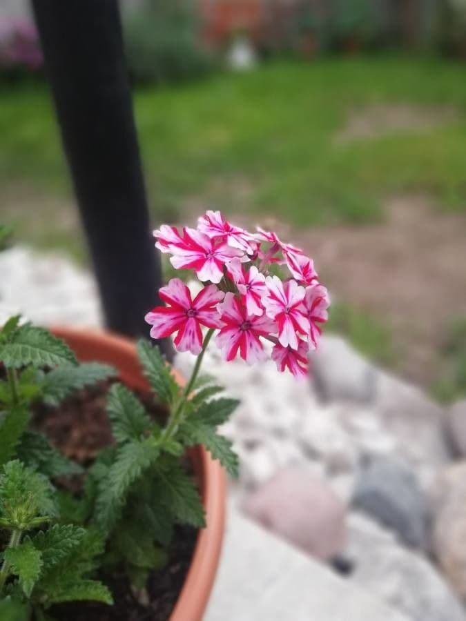 Fleurs de verveine hybride éclatantes dans des couleurs variees