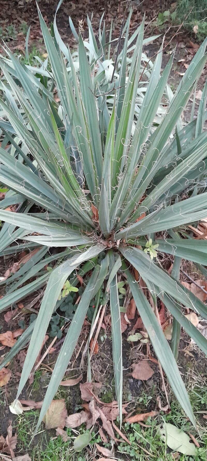 Yucca filamenteux (Yucca filamentosa) en fleur avec de hautes hampes blanches au-dessus de feuilles rigides en forme d'épée, planté dans une rocaille sèche et ensoleillée