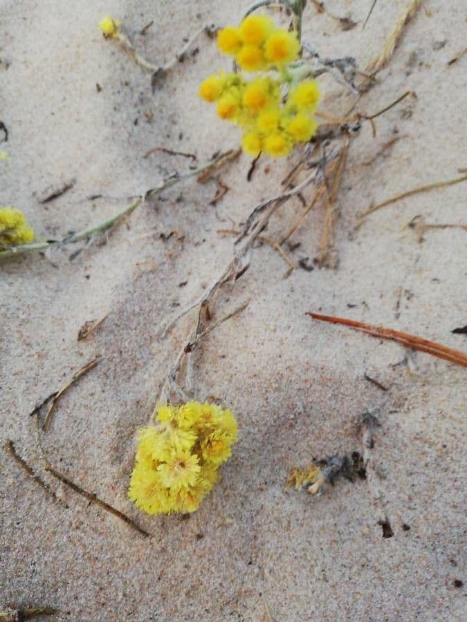 Eriogonum crosbyae mit kleinen Blutendolden auf trockenem Felsboden